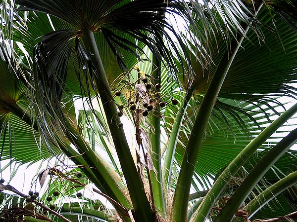 Pritchardia schattaueri Palmpedia Palm Grower's Guide