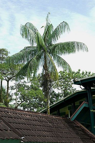 Rhopaloblaste ceramica - Palmpedia - Palm Grower's Guide