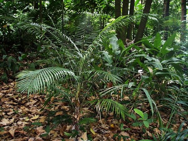 Rhopaloblaste singaporensis - Palmpedia - Palm Grower's Guide