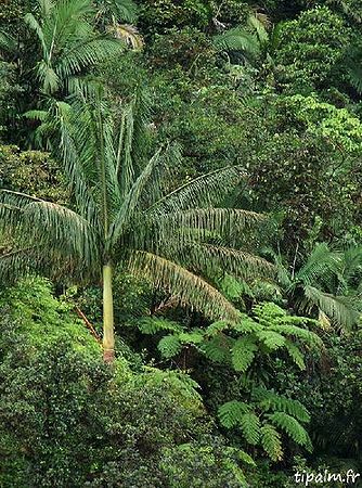 Euterpe broadwayi Palmpedia Palm Grower's Guide