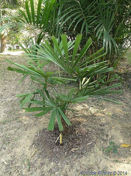 File:Lb00957733123.JPG