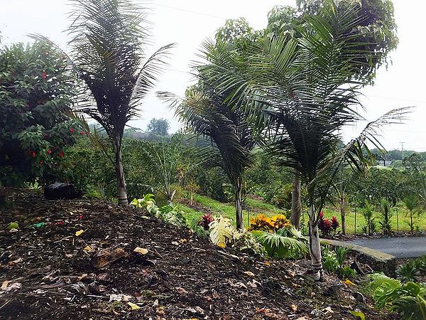 Rhopaloblaste augusta - Palmpedia - Palm Grower's Guide