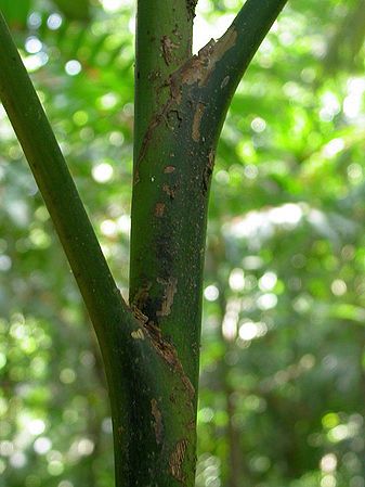 Chamaedorea tepejilote - Palmpedia - Palm Grower's Guide