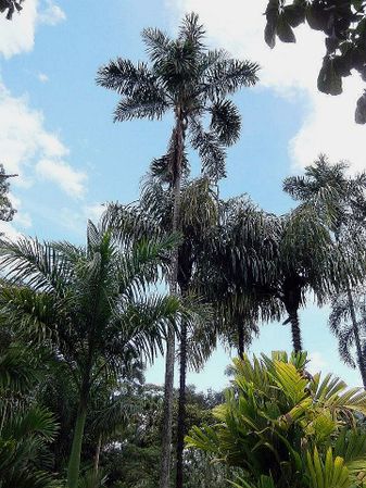 Astrocaryum standleyanum Palmpedia Palm Grower's Guide
