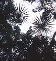 Thumbnail for version as of 09:19, 11 May 2013