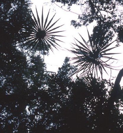 Coccothrinax montana00z.jpg