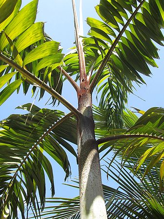 Wodyetia x Veitchia ‘Foxy Lady’ - Palmpedia - Palm Grower’s Guide