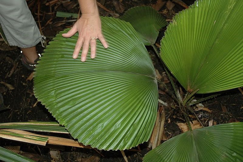 File:2008-05-04 10-01-38.jpg