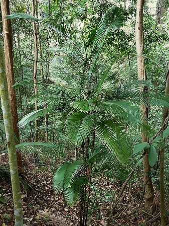 Rhopaloblaste singaporensis - Palmpedia - Palm Grower's Guide