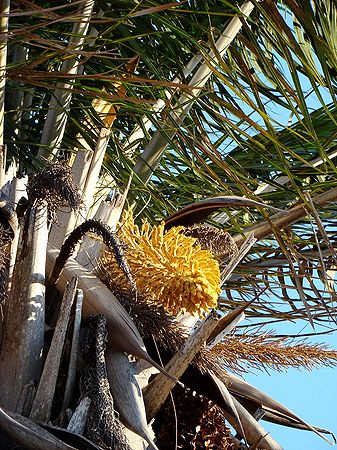 TÌNH YÊU CÂY CỎ ĐV 10  - Page 83 337px-Attalea_seabrensis_%285%29-a001