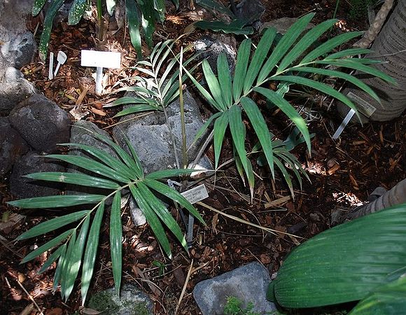 Chambeyronia lepidota Palmpedia Palm Grower's Guide