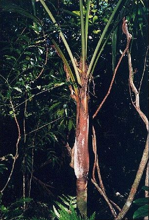 Clinosperma lanuginosa Palmpedia Palm Grower's Guide