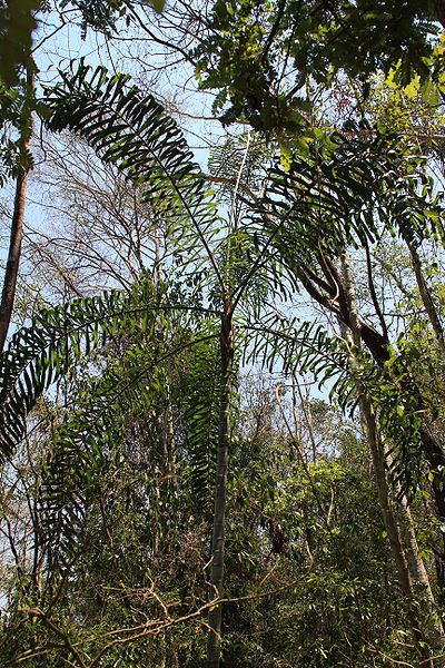 File:Justinmadagascariensis2.jpg