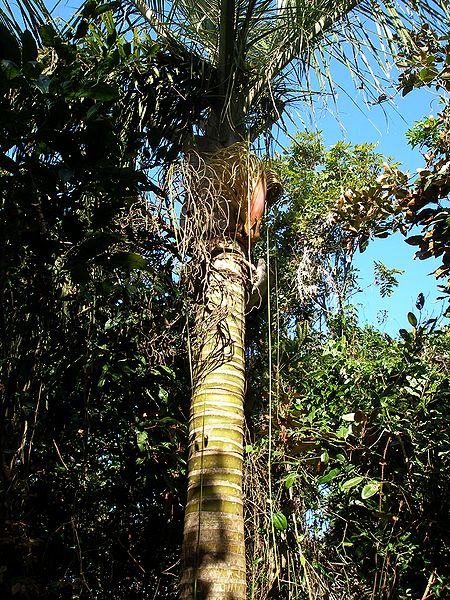 File:P1010101 Dypsis bejofo.JPG