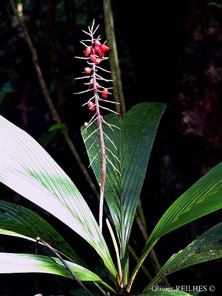 File:27339279330 7224c46396 o.jpg