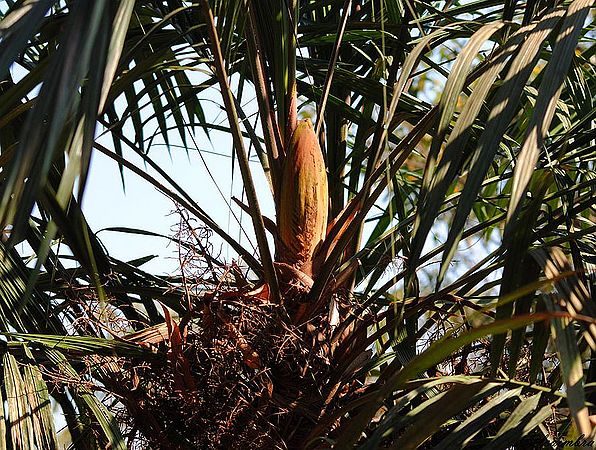 TÌNH YÊU CÂY CỎ ĐV 10  - Page 88 596px-Amaz%C3%B4nia_Palmeira_Maraj%C3%A1_Bactris_acanthocarpa_ARECACEAE_fruit_tree_plant_Floresta_%C3%81gua_do_Norte_Celcoimbra_Site_Santar%C3%A9m_Amazonia_Amazonica_Amaz%C3%B4nica_Amazon_Turismo_DEF_Marketing_nome_cient%C3%ADfico_2j