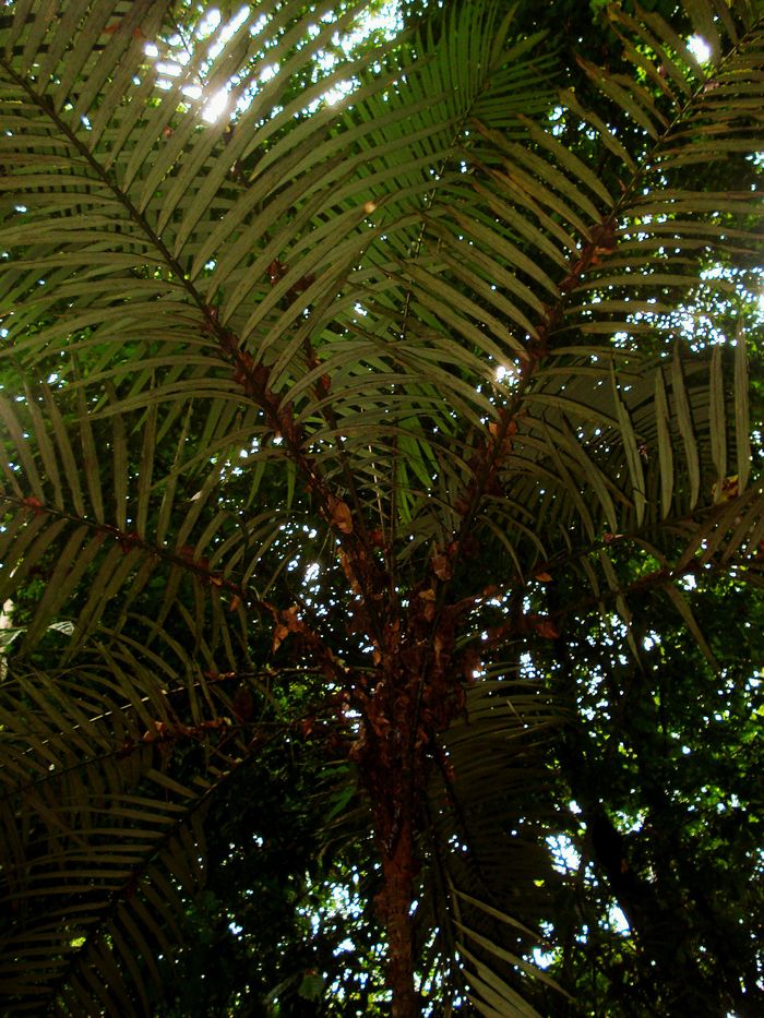Astrocaryum gynacanthum Palmpedia Palm Grower's Guide