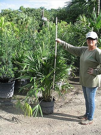 Thrinax-thatch-palm-thatch-palm-coccothrinax-inaguensis-1000345184-1378758366.jpg