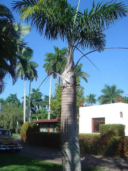 Gaussia maya Palmpedia Palm Grower's Guide