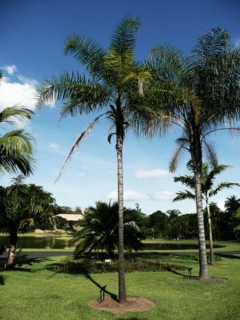 Syagrus oleracea - Palmpedia - Palm Grower's Guide