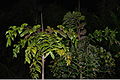 Thumbnail for version as of 11:04, 3 September 2012