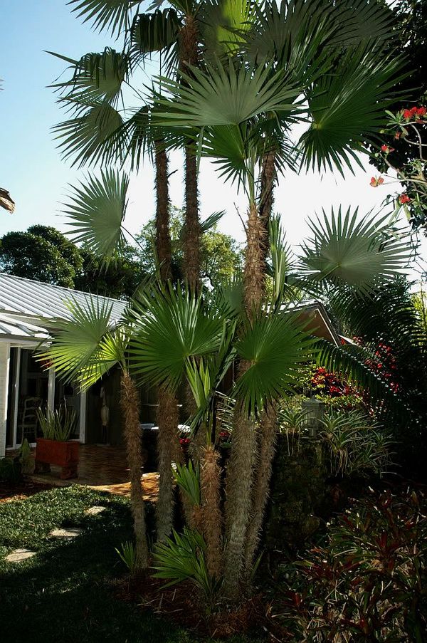 Zombia antillarum Palmpedia Palm Grower's Guide