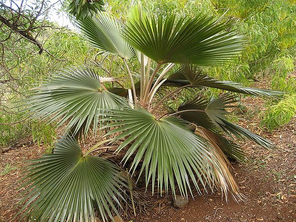 Pritchardia minor Palmpedia Palm Grower's Guide
