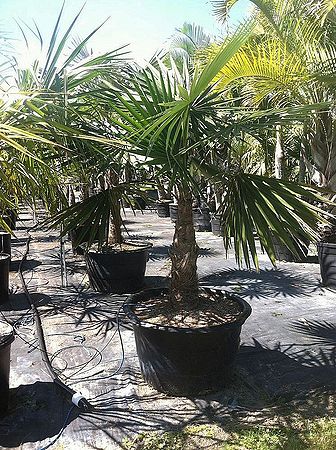 Coccothrinax-miraguama-coccothrinax-cupularis-1000370846-1392834114.jpg