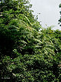 Thumbnail for version as of 06:13, 21 August 2012