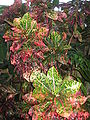 Thumbnail for version as of 11:06, 15 October 2013
