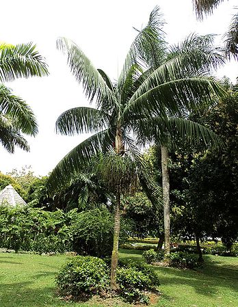 Rhopaloblaste ceramica - Palmpedia - Palm Grower's Guide
