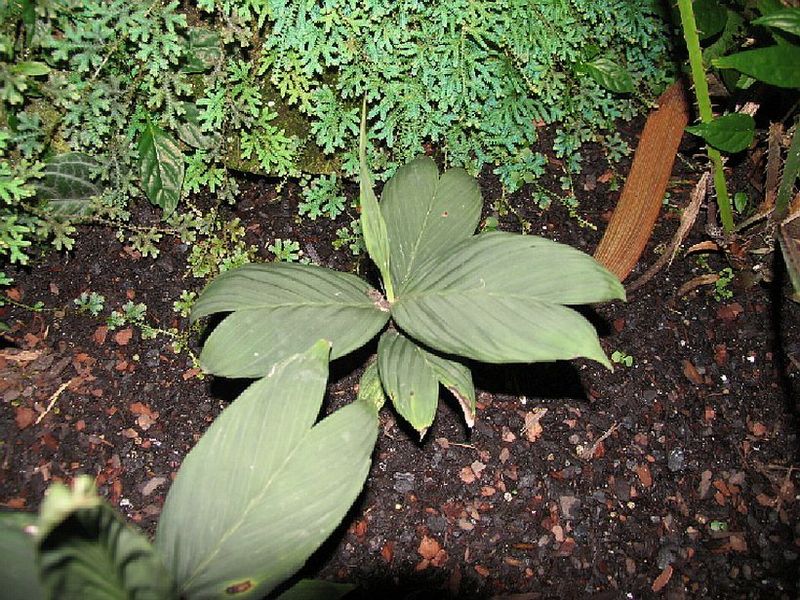 File:Resized IMG 4676z.jpg