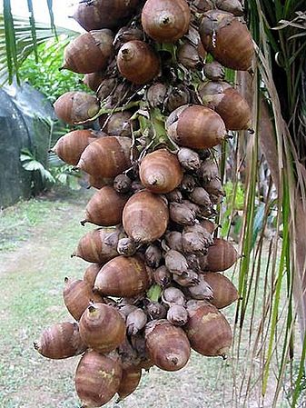 Attalea speciosa Palmpedia Palm Grower's Guide