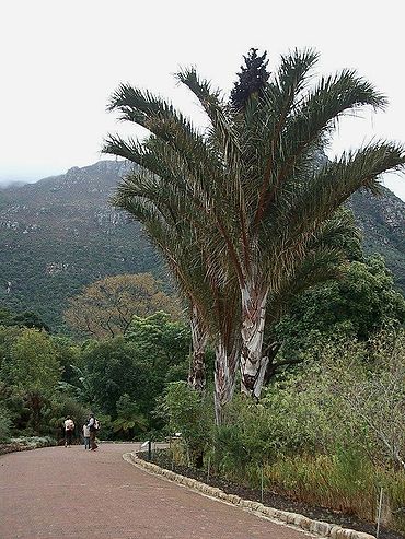 Raphia australis Palmpedia Palm Grower's Guide