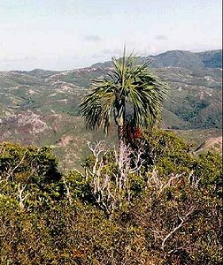 Cyphoc0001.jpg