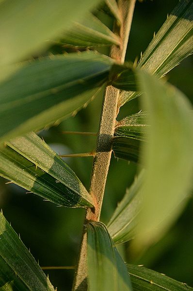 File:16273488049 f395b72769 o.jpg