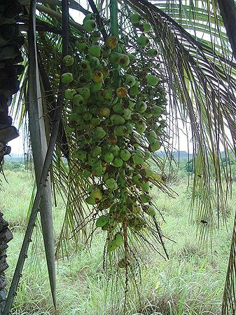 Butia capitata (True) - Palmpedia - Palm Grower's Guide