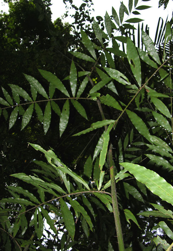 Desmoncus schippii Palmpedia Palm Grower's Guide