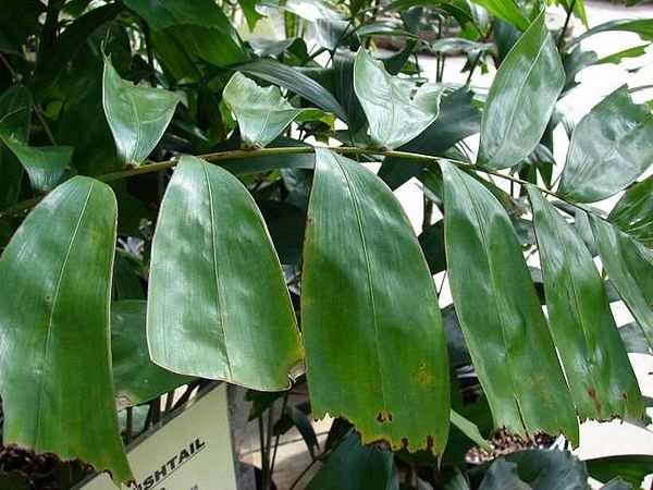 Drymophloeus litigiosus Palmpedia Palm Grower's Guide