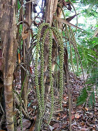 Rhopaloblaste singaporensis - Palmpedia - Palm Grower's Guide