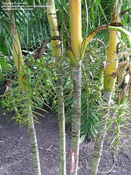 File:6760b9hawaii.jpg
