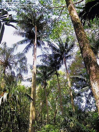 Rhopaloblaste augusta - Palmpedia - Palm Grower's Guide