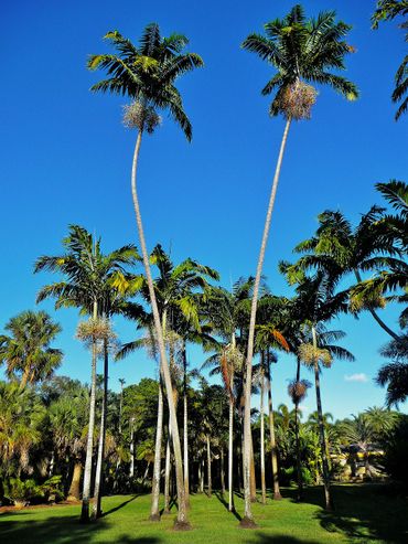 Veitchia winin - Palmpedia - Palm Grower's Guide