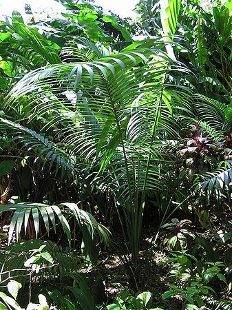 Heterospathe phillipsii - Palmpedia - Palm Grower's Guide