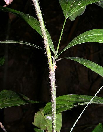Calcar0009.jpg