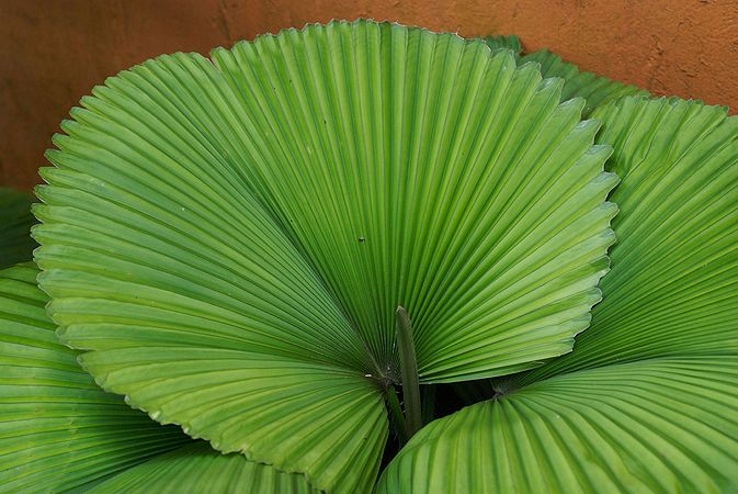 Licuala orbicularis Palmpedia Palm Grower's Guide