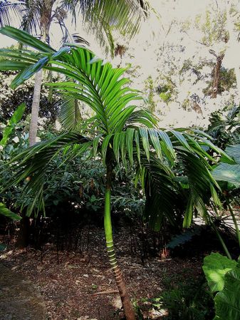 Areca catechu - Palmpedia - Palm Grower's Guide