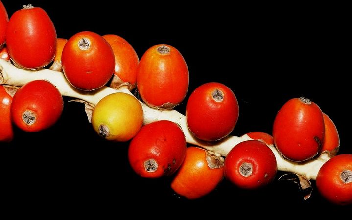 Archontophoenix tuckeri Palmpedia Palm Grower's Guide