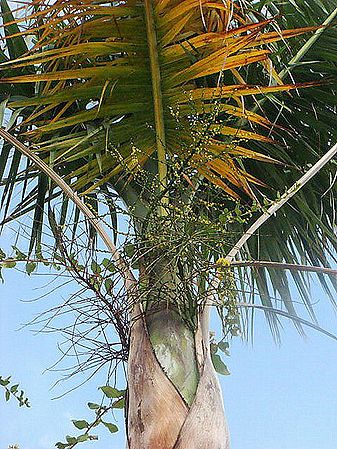 Gaussia attenuata Palmpedia Palm Grower's Guide
