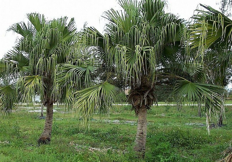 File:Livistona-chinensis-chinese-fan-palm16.jpg